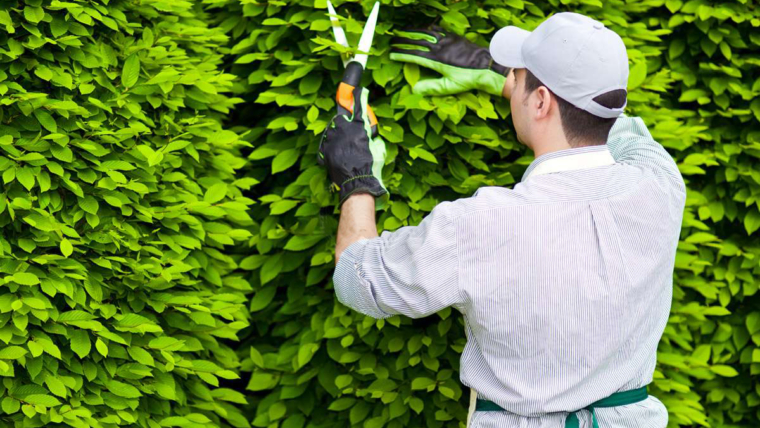 Κοπή-Κλάδεμα